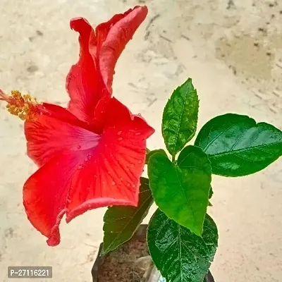 Fulmala Nursery Hybrid Hibiscus Plant[FM890]-thumb0