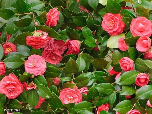 Fulmala Nursery Hybrid Rose Plant[FM969]-thumb0