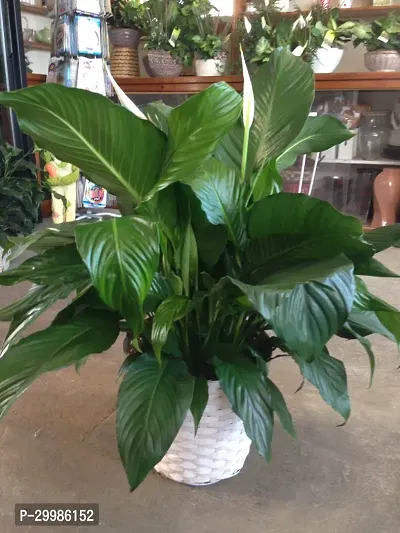 Peace Lily Flower Plant for Indoor Spaces Natural Air Purifier-thumb0