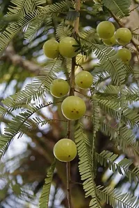 Fulmala Nursery Amla Plant-thumb1