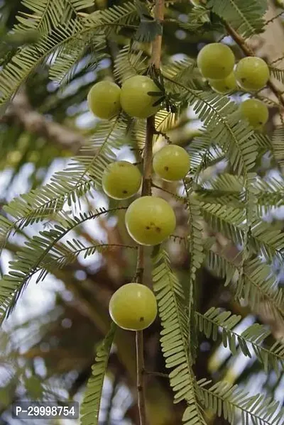 Fulmala Nursery Amla Plant-thumb2