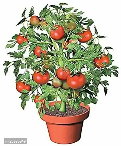 Tomato Plant Esey To Grow No Nead To Extra Care Hybrid Plant For Yor Garden And your Home