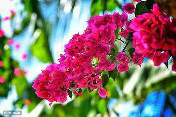 Fulmala Nursery Bougainvillea Plant