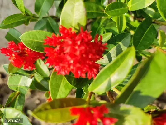 Fulmala Nursery Hybrid Trothic Ixora/Chethi Plant[FM930]