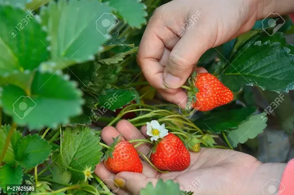 Fulmala NurseryStrawberry Plant[DF0266]