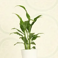 Fulmala Nursery Peace Lily Plant-thumb2