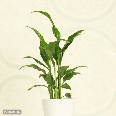 Fulmala Nursery Peace Lily Plant-thumb3