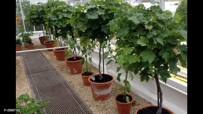 Fulmala Nursery Grape Plant