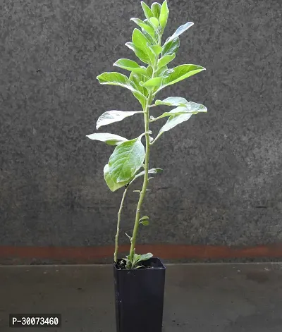 Fulmala Nursery Ashwagandha/Indian Ginseng-thumb2