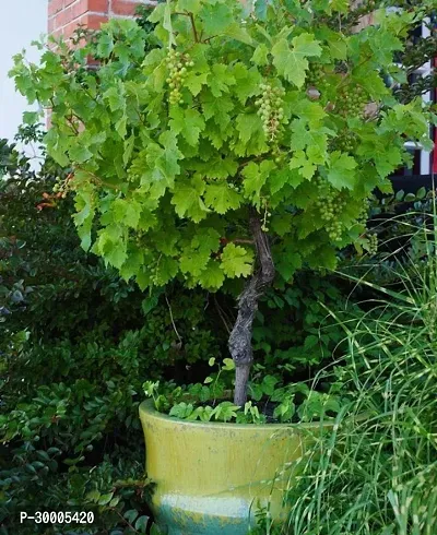 Fulmala Nursery Grape Plant