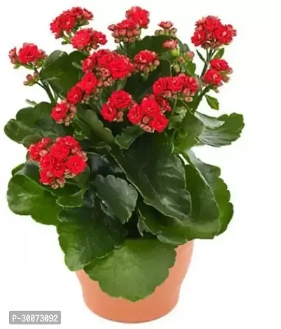 Fulmala Nursery Kalanchoe Plant