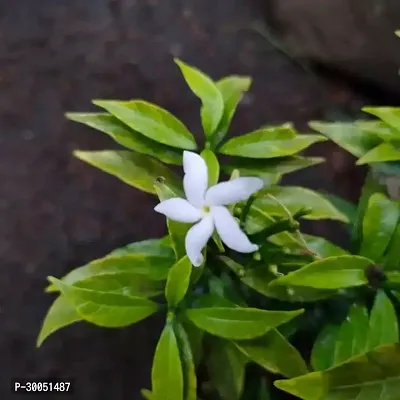 Fulmala Nursery Night Bloom Jasmine Plant-thumb2