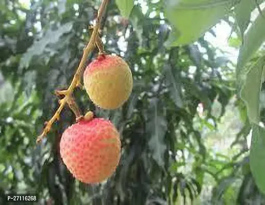 Fulmala Nursery Hybrid Litchi Plant[FM937]-thumb0