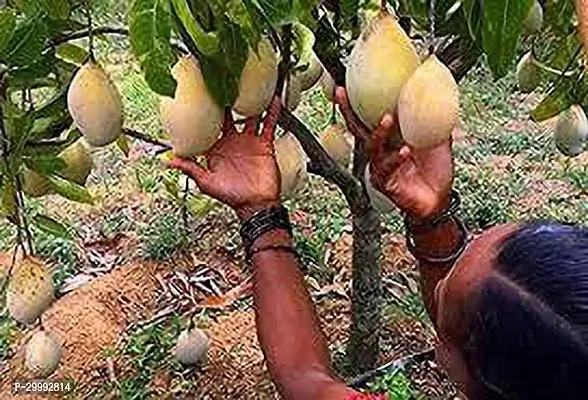 Fulmala Nursery  Mango Plant-thumb0