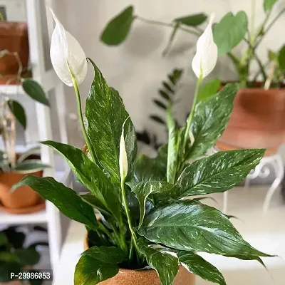 Indoor Peace Lily Flower Plant for Home and Office Elegant Houseplant with White Spathes and Green Foliage Air Purifying Plant for Fresh and Clean Air in Stylish Decorative Planter