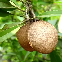 Fulmala NurseryChiku Plant[FM2548]-thumb1