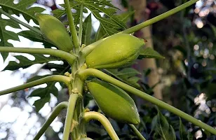 Fulmala Nursery Papaya Plant-thumb1