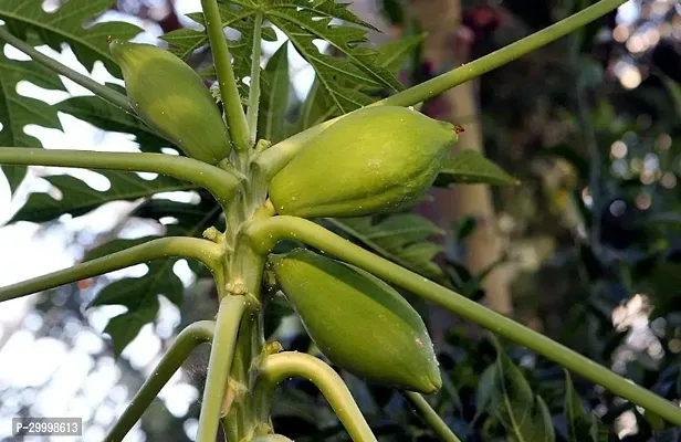 Fulmala Nursery Papaya Plant-thumb2