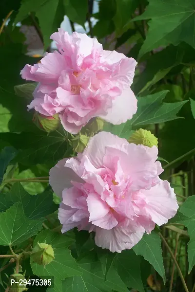 Natural Lotus Plant-thumb0