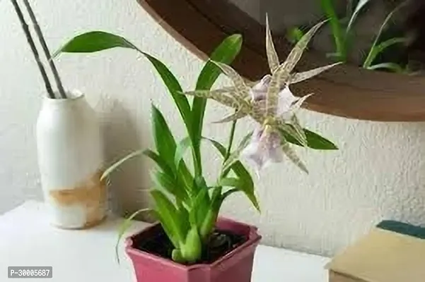 Fulmala Nursery Orchid Plant