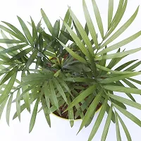 Fulmala Nursery Areca Plam-thumb2