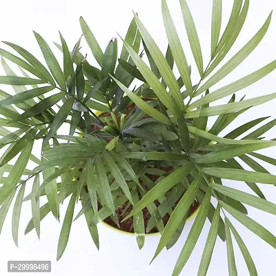 Fulmala Nursery Areca Plam-thumb3