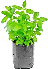 Fulmala Nursery  Tulsi Plant-thumb1