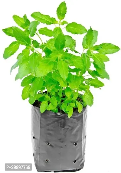 Fulmala Nursery  Tulsi Plant-thumb2