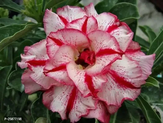 Adenium Plant Esey To Grow No Nead To Extra Care Hybrid Plant For Yor Garden And your Home-thumb0