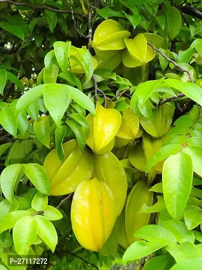 Fulmala Nursery Hybrid Star Fruit Carambola Grafted Plant[FM1410]-thumb0