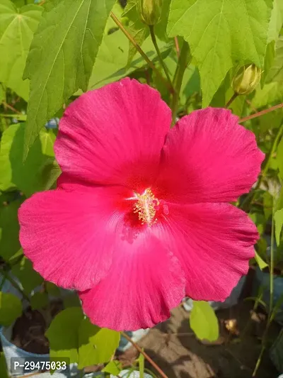 Natural Lotus Plant-thumb0