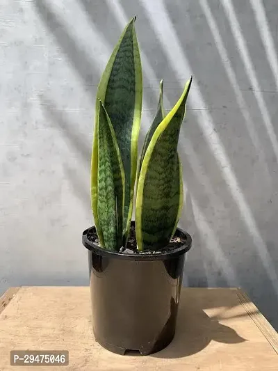 Natural Snake Plant-thumb0