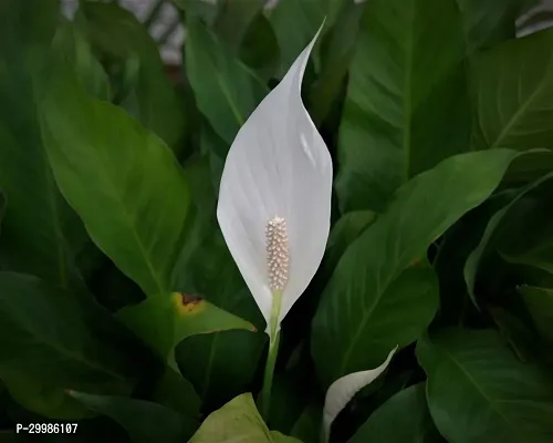Beautiful Indoor Peace Lily Plant for Home Office Decor Low Maintenance Air Purifying
