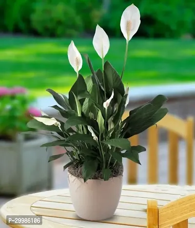 Elegant Peace Lily Flower Plant for Home and Office Indoor Houseplant with White Flowers Green Leaves Perfect for Air Purification and Decor in Stylish Planter-thumb0