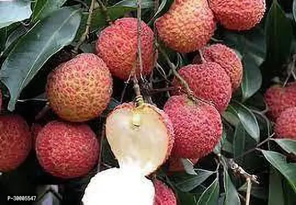 Fulmala Nursery Litchi Plant