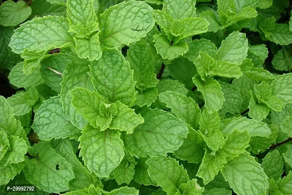 Fulmala Nursery  Mint Plant