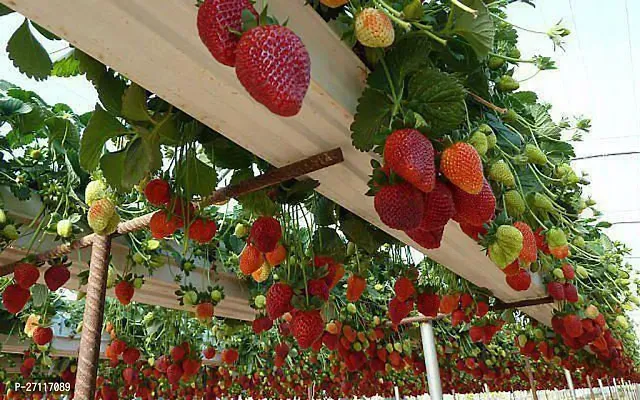 Fulmala Nursery Hybrid Strawberry Plant[FM1236]-thumb0