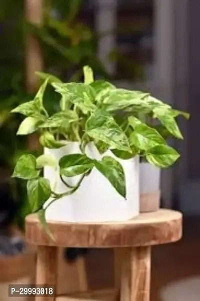 Fulmala Nursery  Money Plant