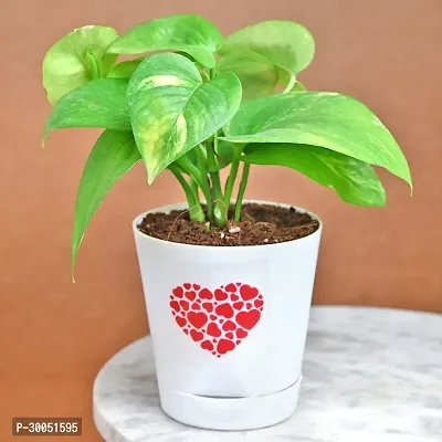 Fulmala Nursery Money Plant