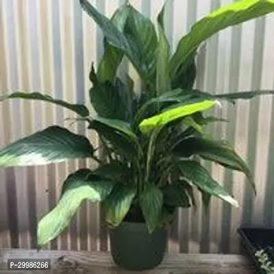 Peace Lily Indoor Plant with White Flowers for Beautiful Home Decor-thumb0