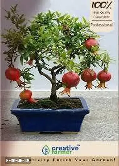 Fulmala Nursery Pomegranate Plant-thumb0