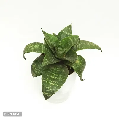 Fulama Nursery HybridSnake Plant[FM1930]-thumb2