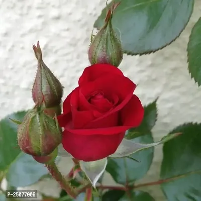 Rose Plant Esey To Grow No Nead To Extra Care Hybrid Plant For Yor Garden And your Home