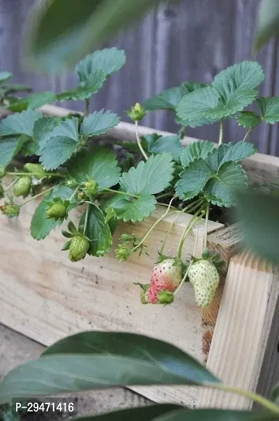 Natural Strawberry Plant-thumb0