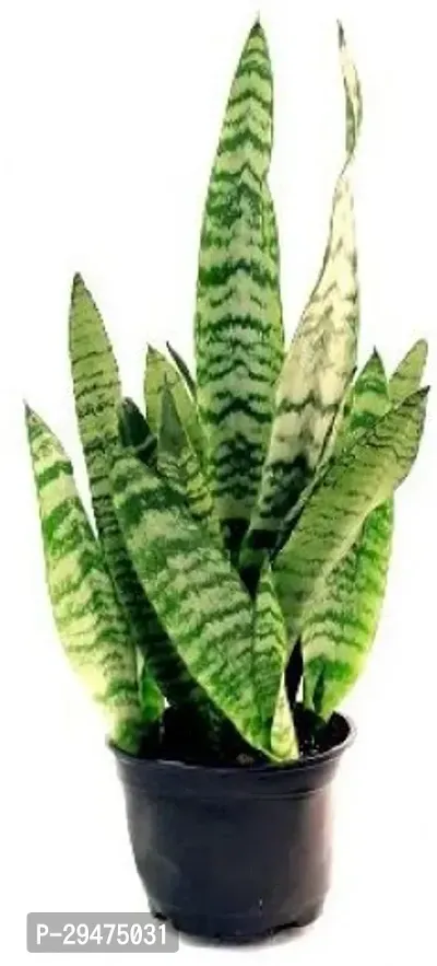 Natural Snake Plant