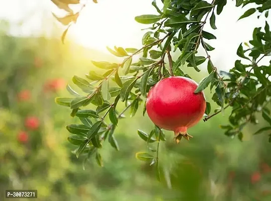 Fulmala Nursery Pomegranate Plant-thumb0