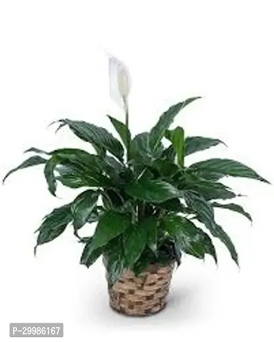 Stunning Peace Lily Flower Plant for Home Office Easy Care-thumb0