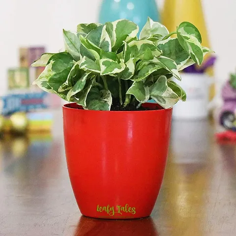 Hot Selling Plant & Planters 