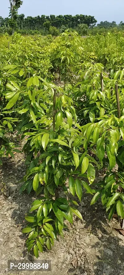 Fulmala Nursery Litchi Plant-thumb2