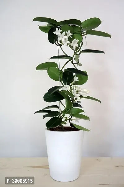 Fulmala Nursery Night Bloom Jasmine Plant-thumb0